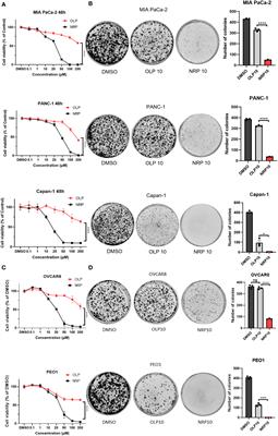 <mark class="highlighted">Niraparib</mark>-induced STAT3 inhibition increases its antitumor effects